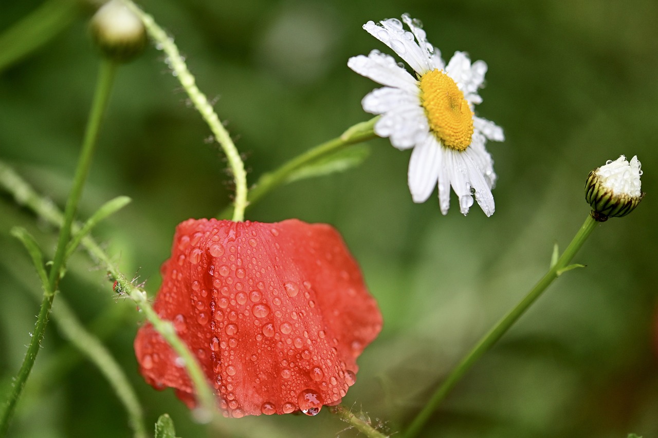 How to Build a Rain Garden to Manage Stormwater